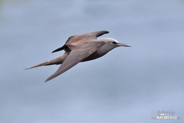 Nody obecný (Anous stolidus)