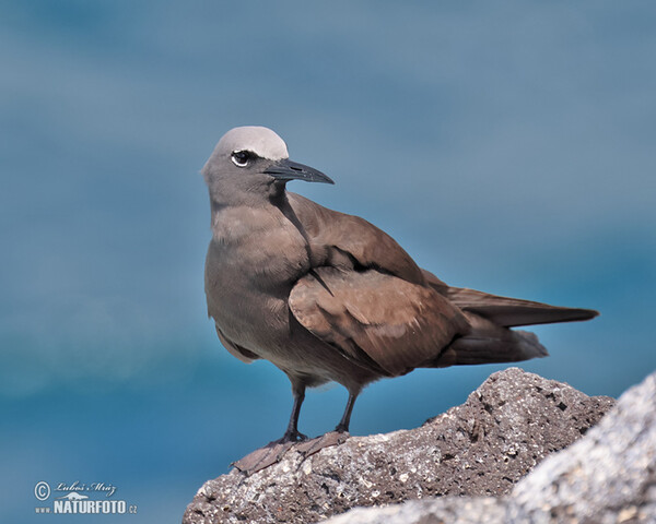 Nody obecný (Anous stolidus)