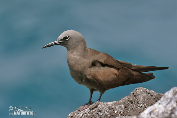 Nody obecný (Anous stolidus)