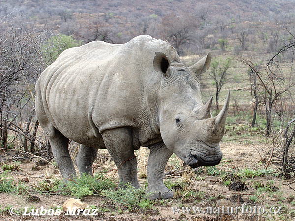 Nosorožec tuponosý biely (Ceratotherium simum)