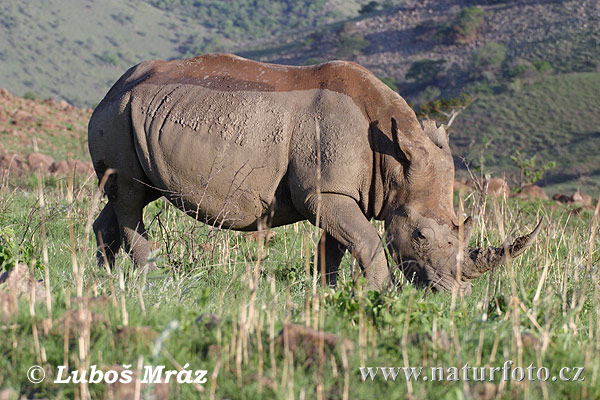 Nosorožec tuponosý biely (Ceratotherium simum)