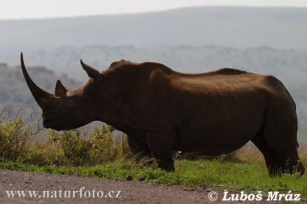 Nosorožec tuponosý biely (Ceratotherium simum)