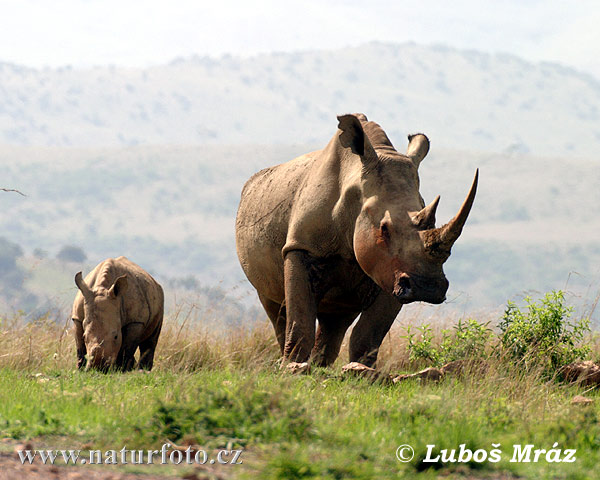 Nosorožec tuponosý biely (Ceratotherium simum)