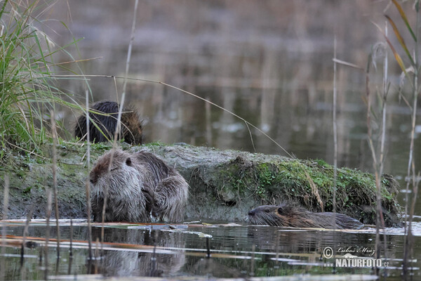 Nutria riečna (Myocastor coypus)