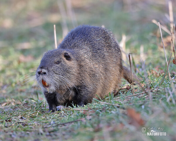 Nutria riečna (Myocastor coypus)