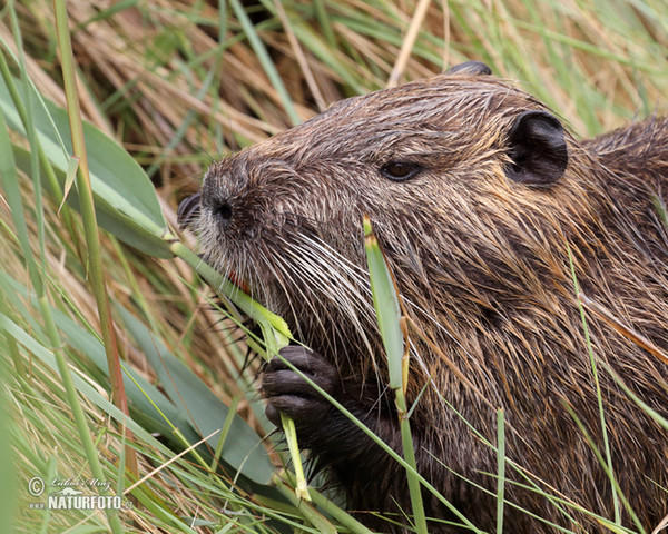 Nutria riečna (Myocastor coypus)