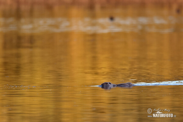 Nutria riečna (Myocastor coypus)