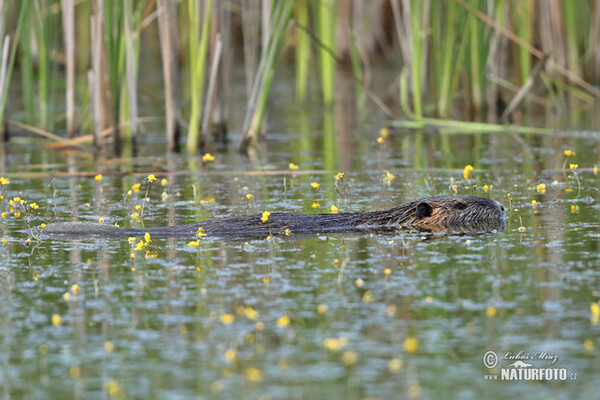 Nutria riečna (Myocastor coypus)