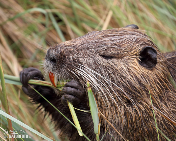 Nutria riečna (Myocastor coypus)