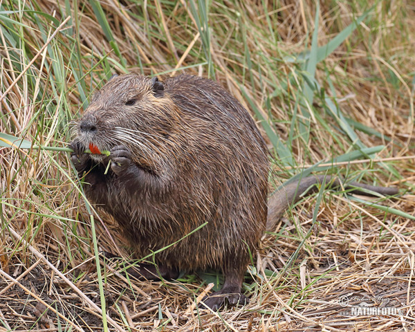 Nutria riečna (Myocastor coypus)