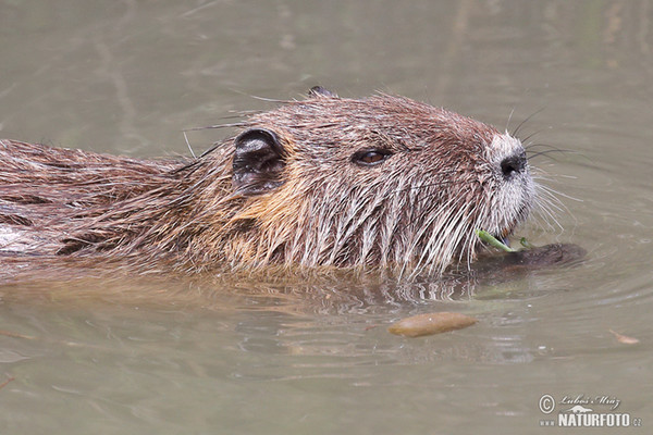 Nutria riečna (Myocastor coypus)