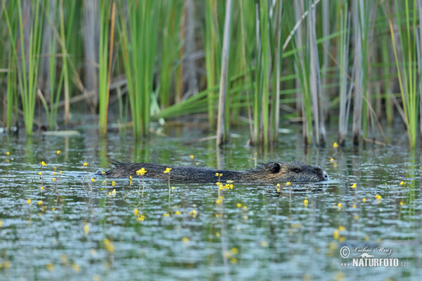 Nutria riečna (Myocastor coypus)