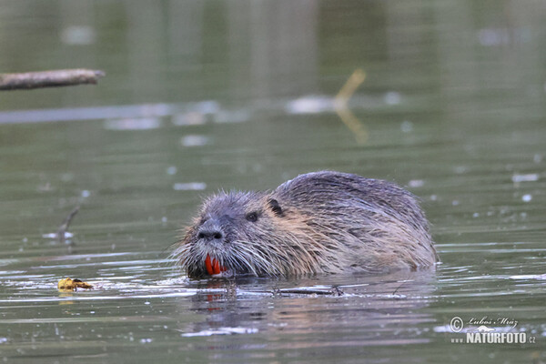 Nutria riečna (Myocastor coypus)