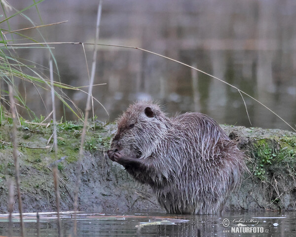 Nutria riečna (Myocastor coypus)