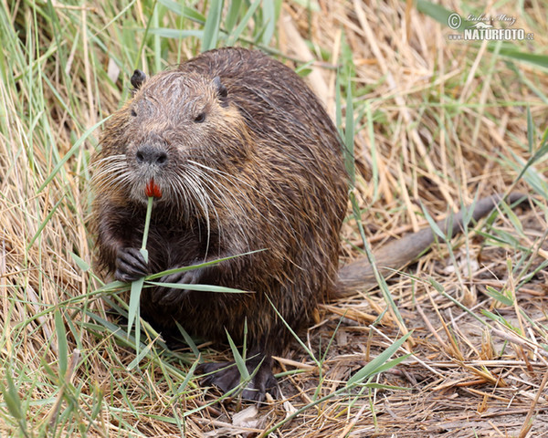 Nutria riečna (Myocastor coypus)