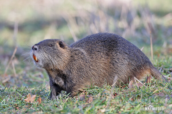 Nutria riečna (Myocastor coypus)