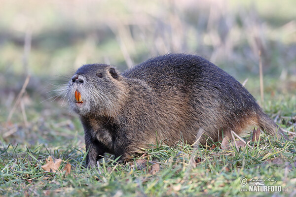 Nutria riečna (Myocastor coypus)