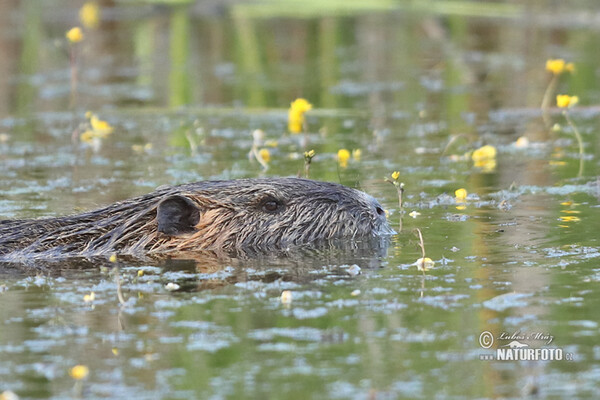 Nutria riečna (Myocastor coypus)