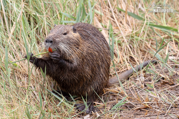 Nutria riečna (Myocastor coypus)