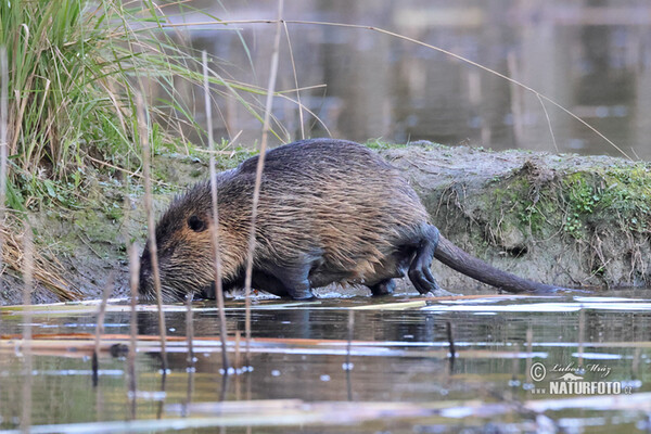 Nutria riečna (Myocastor coypus)