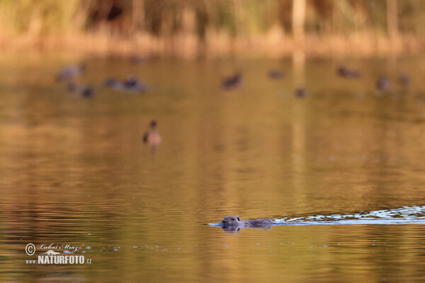 Nutria riečna (Myocastor coypus)