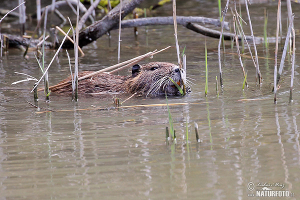 Nutria riečna (Myocastor coypus)