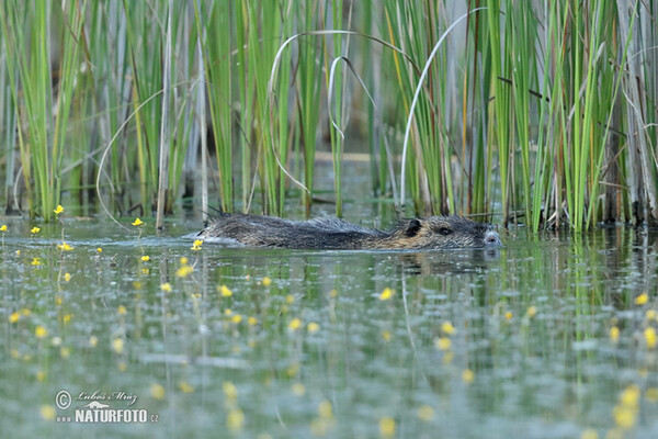 Nutria riečna (Myocastor coypus)