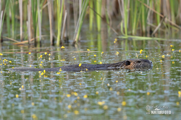 Nutrie (Myocastor coypus)