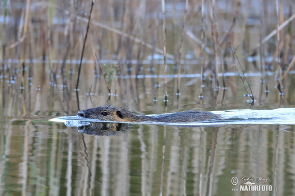 Nutrie (Myocastor coypus)