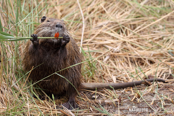 Nutrie (Myocastor coypus)