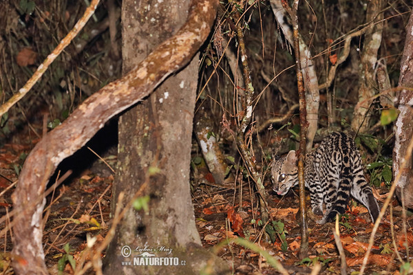 Ocelot velký (Leopardus pardalis)