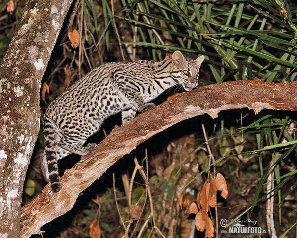 Ocelot velký (Leopardus pardalis)