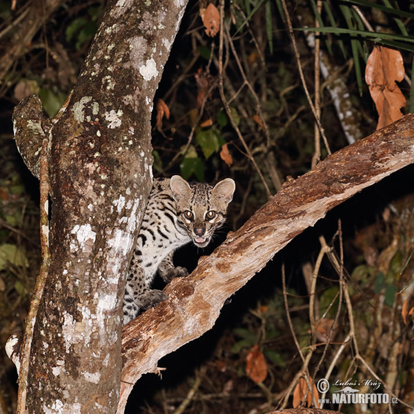 Ocelot velký (Leopardus pardalis)