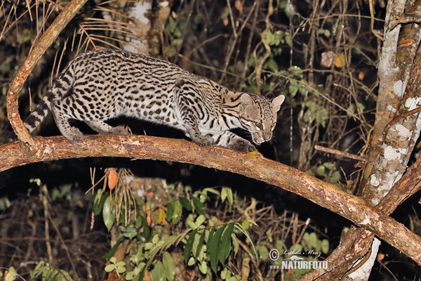 Ocelot velký (Leopardus pardalis)