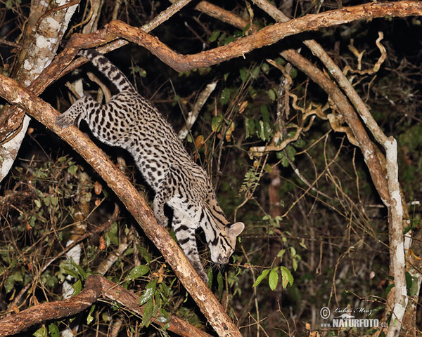 Ocelot velký (Leopardus pardalis)