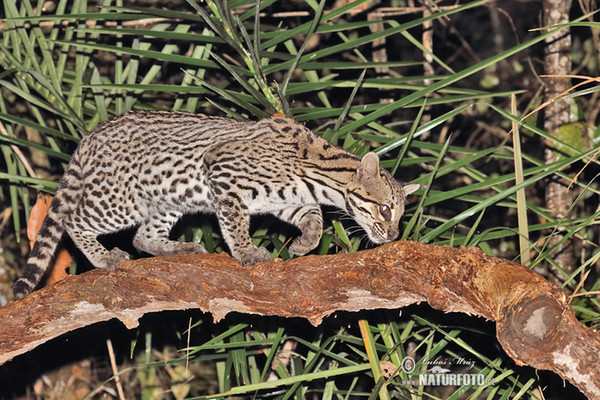 Ocelot velký (Leopardus pardalis)