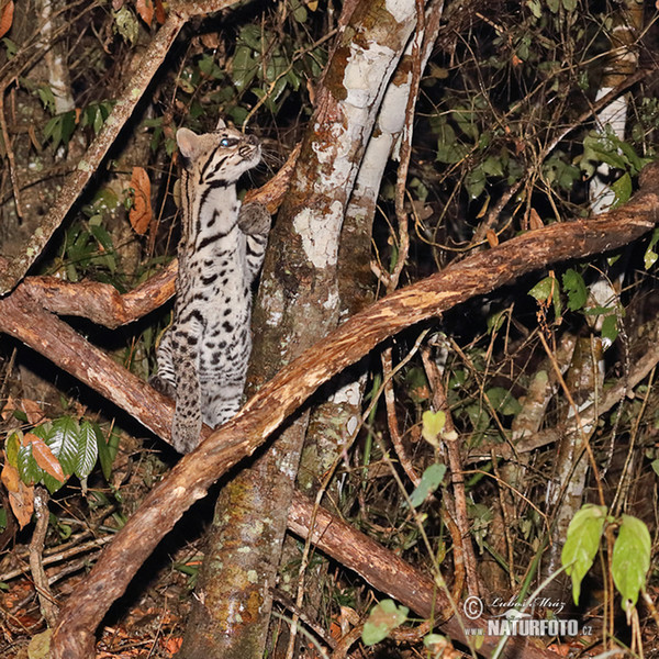 Ocelot velký (Leopardus pardalis)