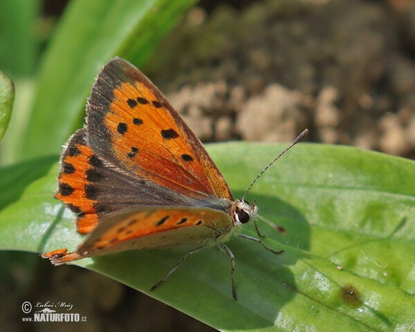 Ohniváček černokřídlý (Lycaena phlaeas)