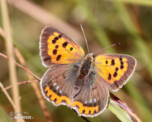 Ohniváček černokřídlý (Lycaena phlaeas)