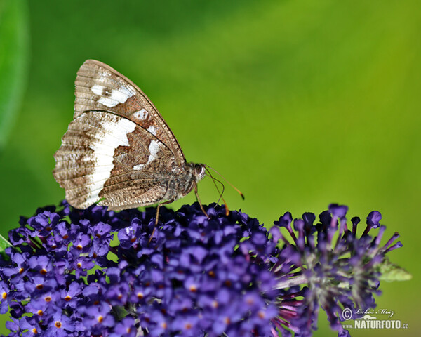 Okáč voňavkový (Brintesia circe)