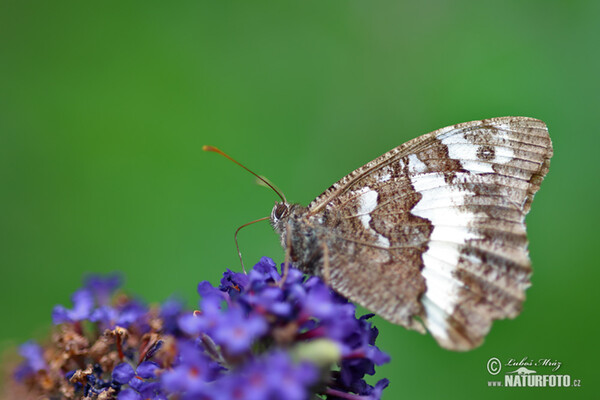 Okáč voňavkový (Brintesia circe)