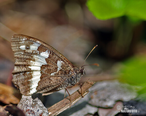 Okáč voňavkový (Brintesia circe)