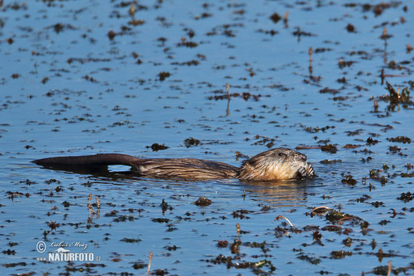 Ondatra pižmová (Ondatra zibethicus)