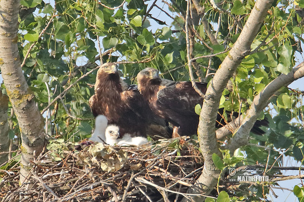 Orel královský (Aquila heliaca)