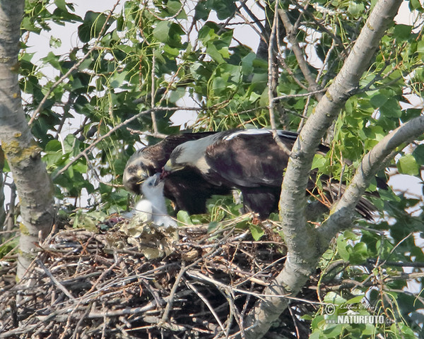 Orel královský (Aquila heliaca)