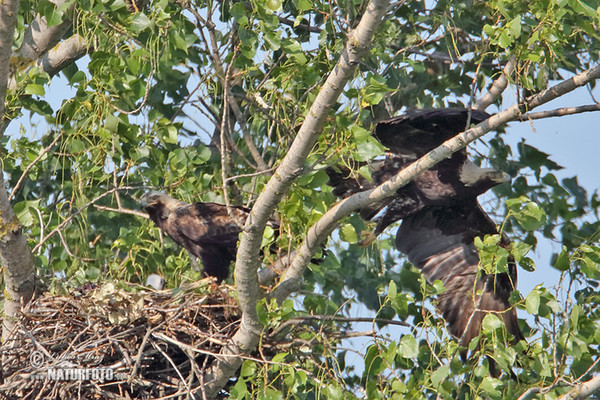 Orel královský (Aquila heliaca)