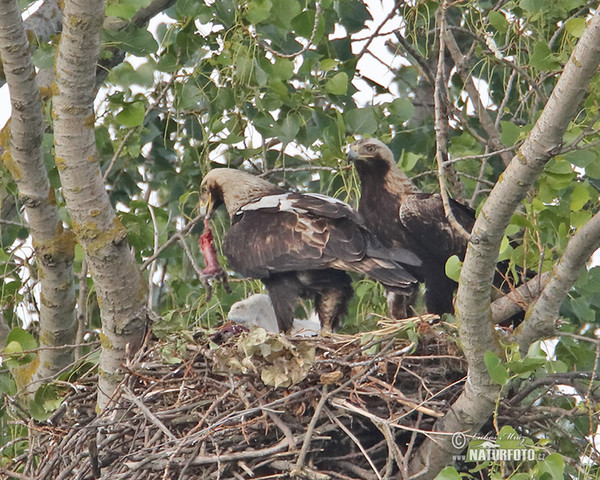 Orel královský (Aquila heliaca)