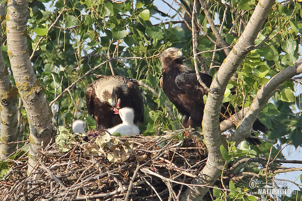 Orel královský (Aquila heliaca)