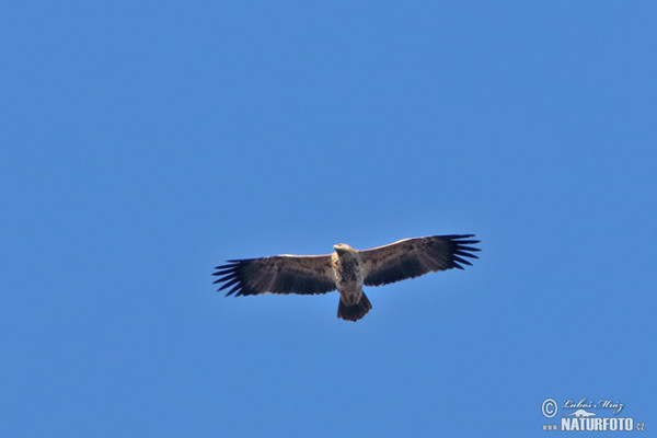 Orel královský (Aquila heliaca)