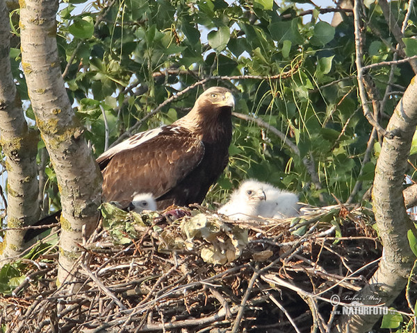 Orel královský (Aquila heliaca)